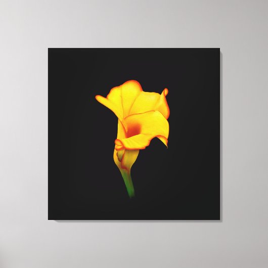 Gele Calla Lilly Canvas Afdruk (Voorkant)
