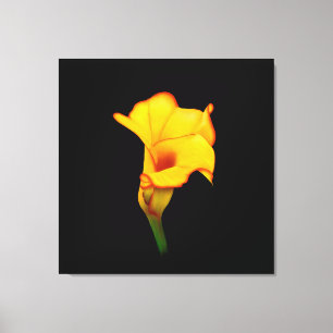 Gele Calla Lilly Canvas Afdruk