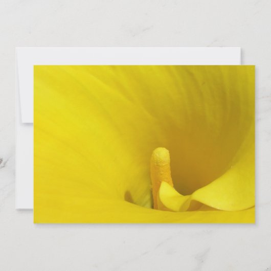 Gele Calla Lily Bloem Kaart (Achterkant)