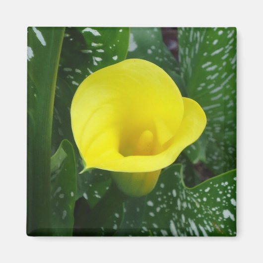 Gele Calla magneet (Voorkant)