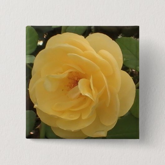 Gele Camellia Button (Voorkant)