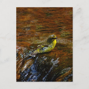 Gele Canarische baden Briefkaart