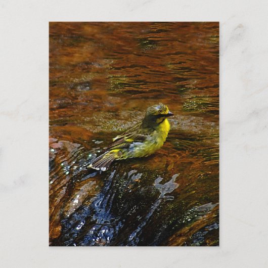 Gele Canarische baden Briefkaart (Voorkant)