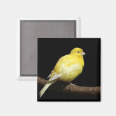 Gele Canarische Magneet (Voorkant / Achterkant)