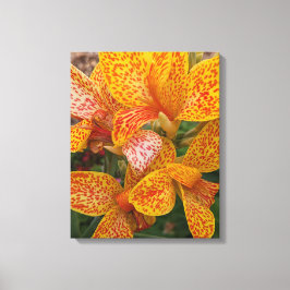 Gele Canna lelie met rode spikkels bloem Canvas Afdruk