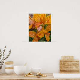 Gele Canna lelie met rode spikkels bloem Poster