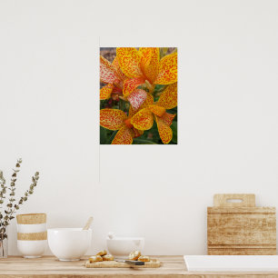 Gele Canna lelie met rode spikkels bloem Poster
