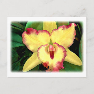 Gele Cattleya Orchid met Red Ruffle Briefkaart