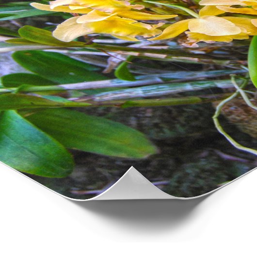 Gele Cattleya Orchideeën in Hawaï Poster (Hoek)