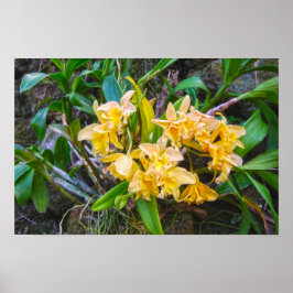 Gele Cattleya Orchideeën in Hawaï Poster