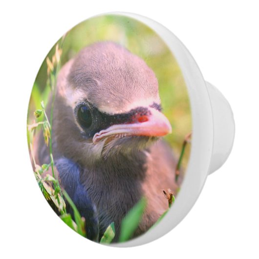 Gele cedar Waxing Fledgling Bird Keramische Knop (Rechts)