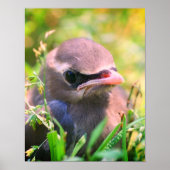 Gele cedar Waxing Fledgling Bird Poster (Voorkant)