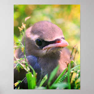 Gele cedar Waxing Fledgling Bird Poster