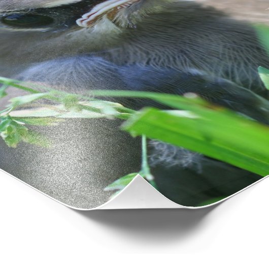 Gele Cedar Waxwing jonge vogel 8x10 Foto Afdruk (Hoek)