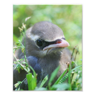 Gele Cedar Waxwing jonge vogel 8x10 Foto Afdruk