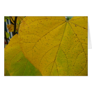 Gele Cercis Bladeren Herfst Natuurfotografie