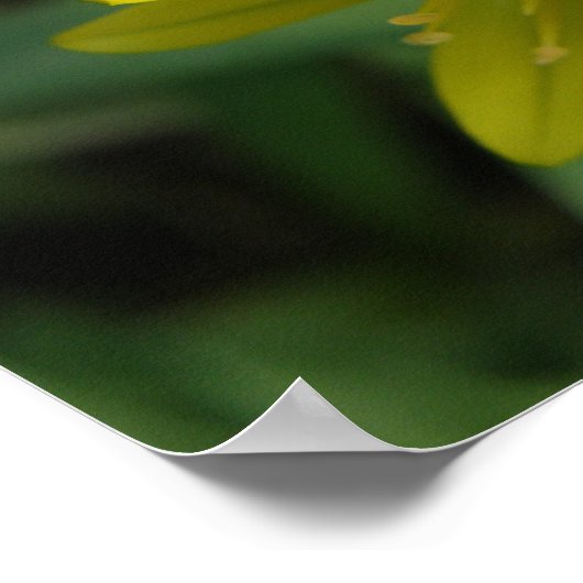 Gele Chionodoxa Flower Print (Hoek)