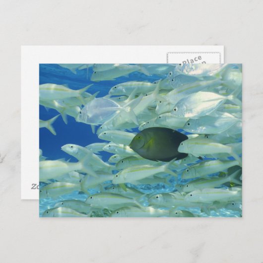 Gele chirurg met gele goudvis briefkaart (Voorkant / Achterkant)