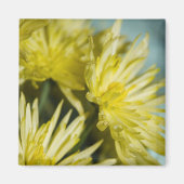 gele chrysanten magneet (Voorkant)
