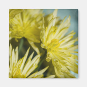 gele chrysanten magneet