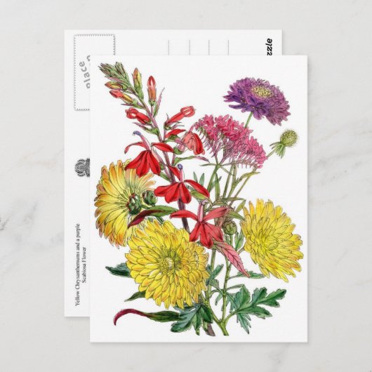 Gele chrysanthema's en paarse scabiosa-ventilator briefkaart (Voorkant / Achterkant)