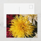 Gele chrysanthemum bloemen briefkaart (Voorkant / Achterkant)