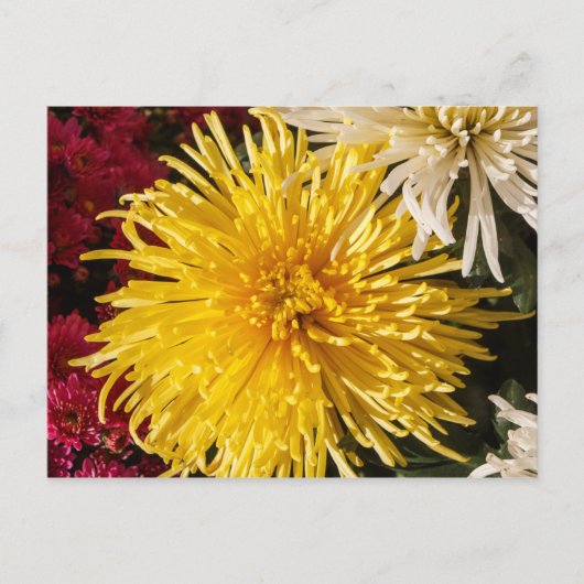 Gele chrysanthemum bloemen briefkaart (Voorkant)