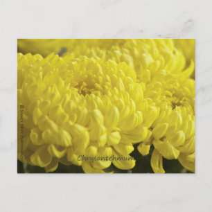 Gele chrysanthemum macrofoto briefkaart