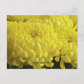 Gele chrysanthemum macrofoto briefkaart (Voorkant)