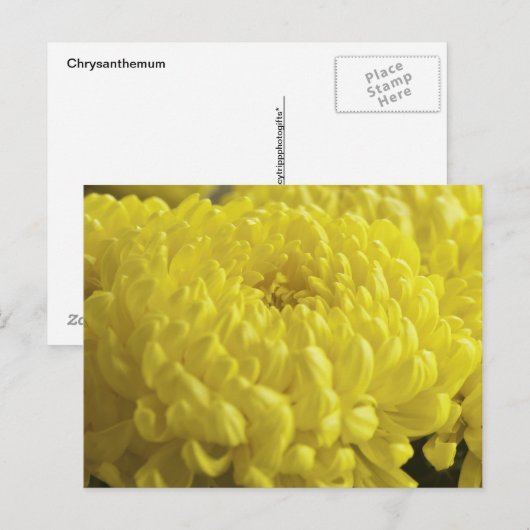 Gele chrysanthemum macrofoto briefkaart (Voorkant / Achterkant)