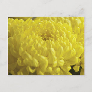 Gele chrysanthemum macrofoto briefkaart