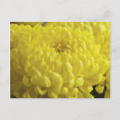 Gele chrysanthemum macrofoto briefkaart (Voorkant)