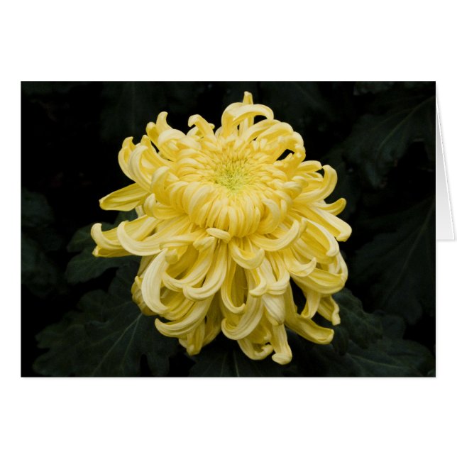 Gele chrysanthemumkaart (Voorkant Horizontaal)