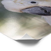 Gele Crested Cockato - Afdruk (Hoek)