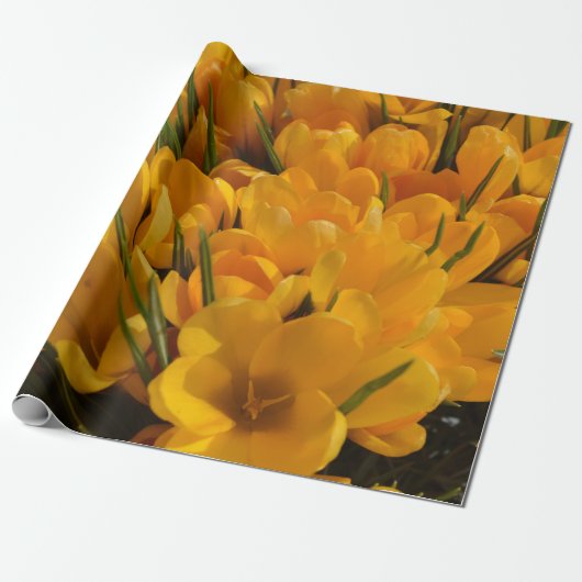 Gele crocus flavus - Gele gouden bloemen Cadeaupapier (Uitgerold)