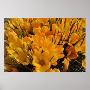 Gele crocus flavus - Gele gouden bloemen Poster