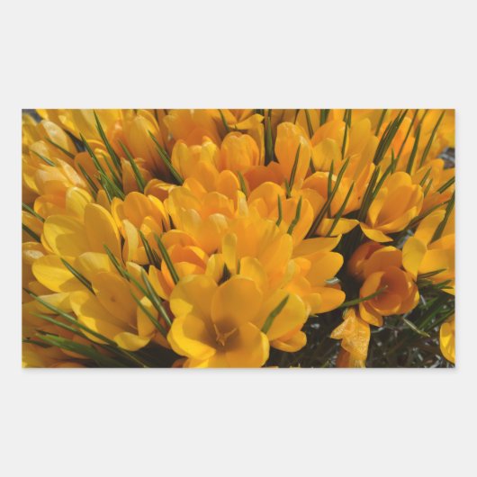 Gele crocus flavus - Gele gouden bloemen Rechthoekige Sticker (Voorkant)