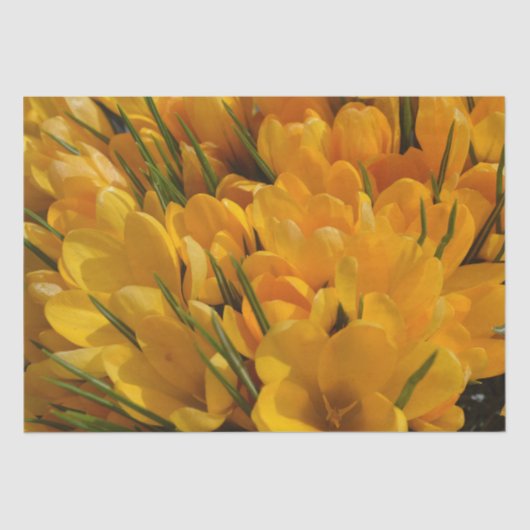 Gele crocus flavus - Gele gouden bloemen Tissuepapier (Voorkant)