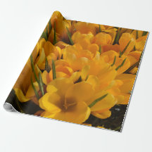 Gele Crocus flavus - Gouden Gele Bloemen