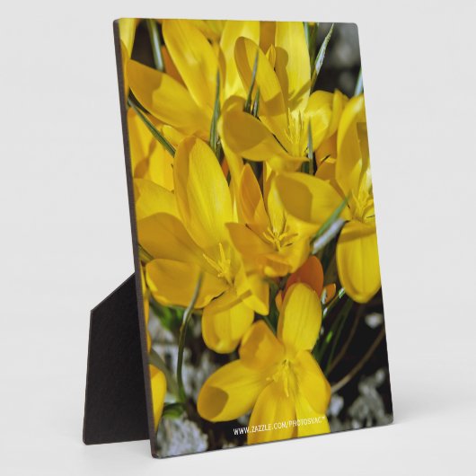 Gele Crocus Flowers Fotoplaat (Zijkant)