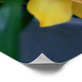 Gele Cymbidiumorchideeën Poster (Hoek)