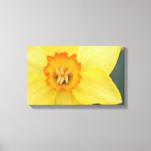 Gele Daffodil Canvas Print (Voorkant)