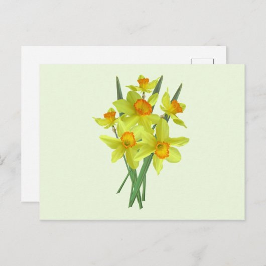 Gele Daffodil Flowers Briefkaart (Voorkant / Achterkant)