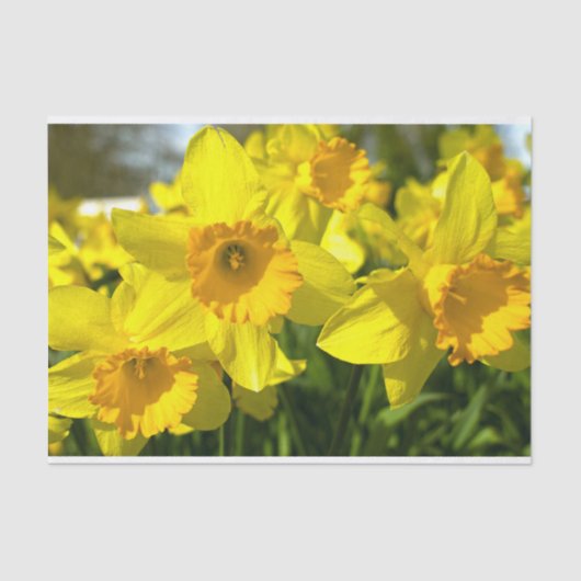 Gele Daffodil Flowers Tissuepapier (Voorkant)