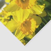 Gele Daffodil Flowers Tissuepapier (Detail)