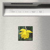"gele daffodil" magneet (Insitu (Vaatwasser))