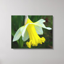 Gele Daffodil Verpakte Canvas Print