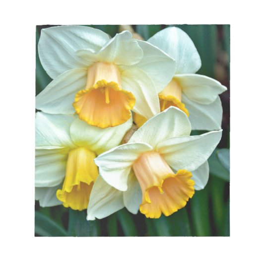 Gele daffodilbloemen notitieblok (Voorkant)
