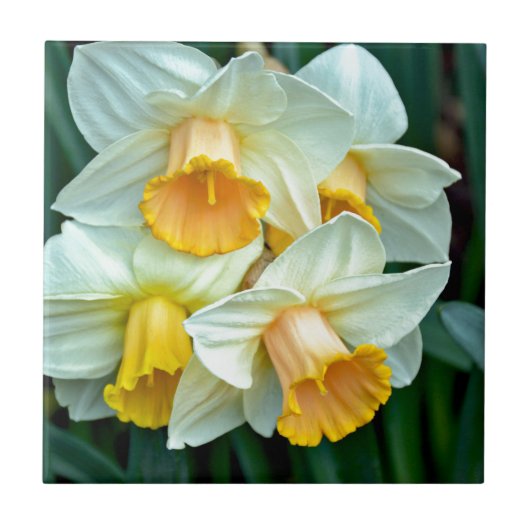Gele daffodilbloemen tegeltje (Voorkant)