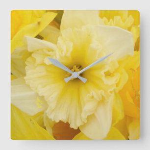 Gele Daffodilbloemen Vierkante Klok